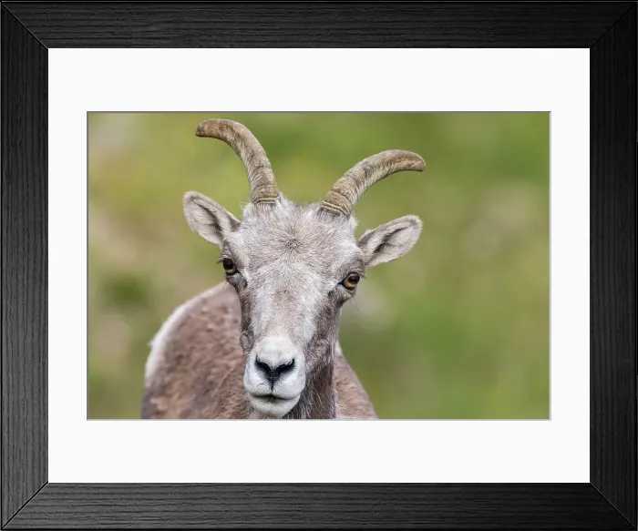 Framed Print : Bighorn sheep ewe portrait, Colorado alpine country, USA