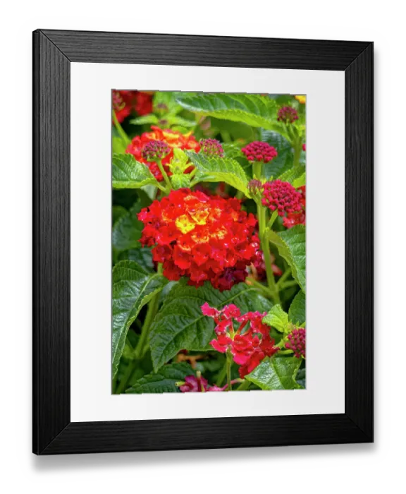 Framed Print : USA, Colorado, Fort Collins. Verbena flowers close-up. ©Fred Lord  /  Jaynes Gallery  /  DanitaDelimont.com