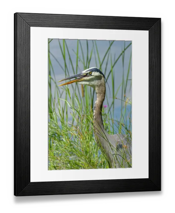 Framed Print : USA, Colorado, Fort Collins. Great blue heron, close-up. ©Fred Lord / Jaynes Gallery / DanitaDelimont.com Framed Print : USA, Colorado, Fort Collins. Great blue heron, close-up. ©Fred Lord / Jaynes Gallery / DanitaDelimont.com