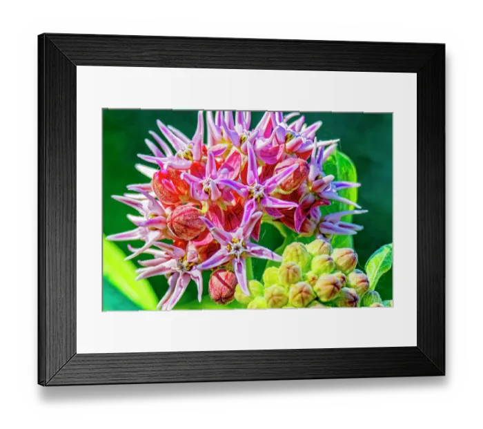 Framed Print : USA, Colorado, Fort Collins. Showy milkweed flowers close-up. ©Fred Lord  /  Jaynes Gallery  /  DanitaDelimont.com