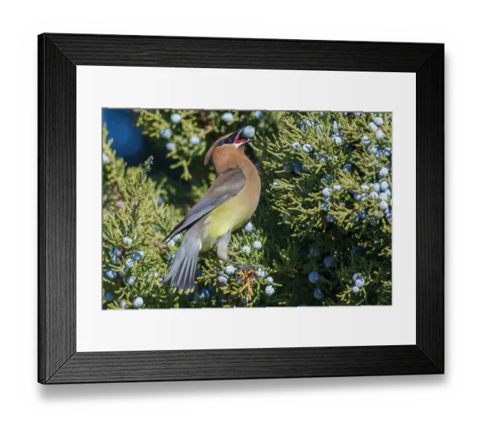 Framed Print : Cedar waxwing feasting on juniper berries in the high desert country southeastern Oregon, USA