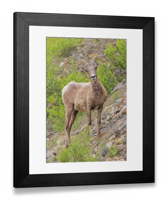 Framed Print : USA, Colorado, Cameron Pass. Male Rocky Mountain bighorn sheep close-up. ©Fred Lord / Jaynes Gallery / DanitaDelimont.com Framed Print : USA, Colorado, Cameron Pass. Male Rocky Mountain bighorn sheep close-up. ©Fred Lord / Jaynes Gallery / DanitaDelimont.com
