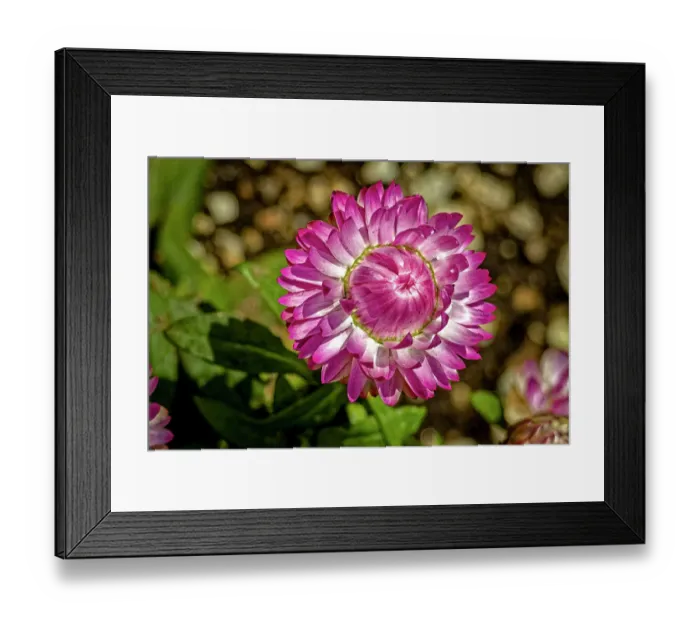 Framed Print : USA, Colorado, Fort Collins. Strawflower close-up. ©Fred Lord / Jaynes Gallery / DanitaDelimont.com Framed Print : USA, Colorado, Fort Collins. Strawflower close-up. ©Fred Lord / Jaynes Gallery / DanitaDelimont.com