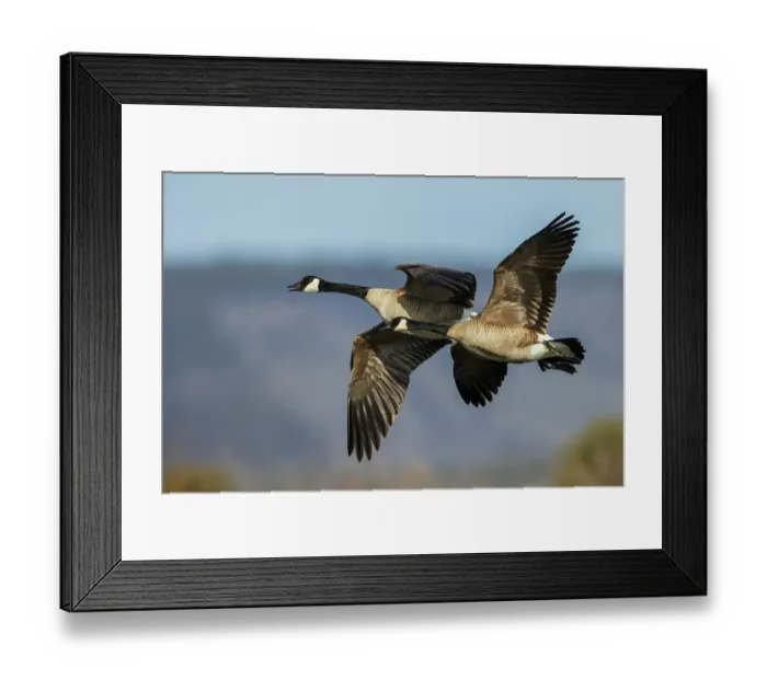 Framed Print : Greater Canada geese in flight over a Colorado autumn wetlands