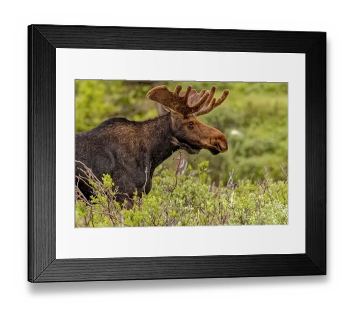 Framed Print : USA, Colorado, Cameron Pass. Close-up of bull moose. ©Fred Lord / Jaynes Gallery / DanitaDelimont.com Framed Print : USA, Colorado, Cameron Pass. Close-up of bull moose. ©Fred Lord / Jaynes Gallery / DanitaDelimont.com