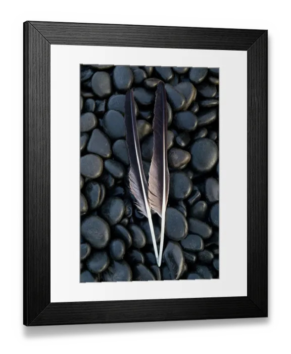 Framed Print : USA, Oregon, Arch Cape. Pacific coastline and round black shiny rocks with bald eagle feathers Framed Print : USA, Oregon, Arch Cape. Pacific coastline and round black shiny rocks with bald eagle feathers