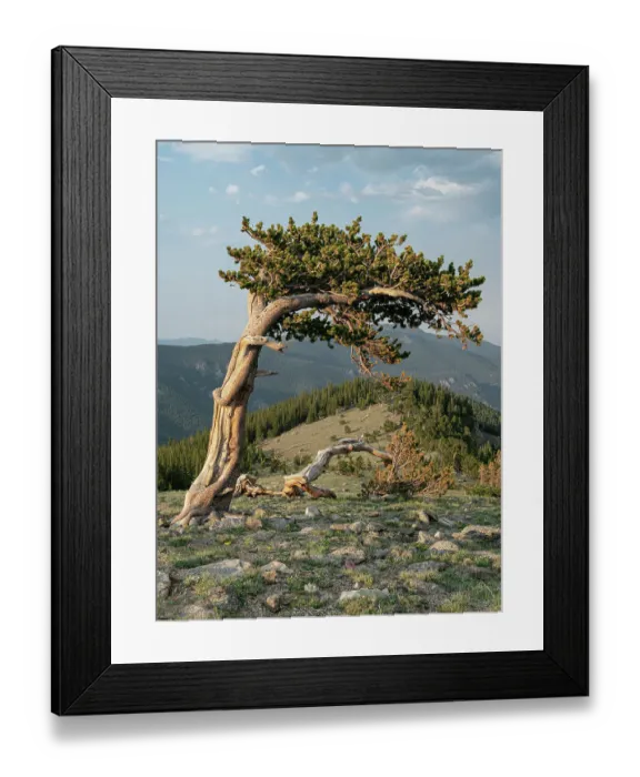Framed Print : Bristlecone pine, Mount Evans Wilderness Area, Colorado