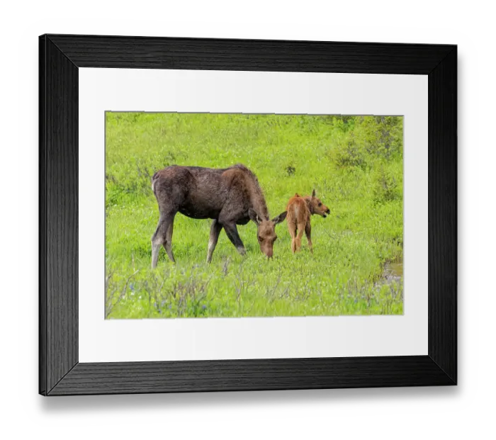 Framed Print : USA, Colorado, Cameron Pass. Close-up of moose mother and calf. ©Fred Lord / Jaynes Gallery / DanitaDelimont.com Framed Print : USA, Colorado, Cameron Pass. Close-up of moose mother and calf. ©Fred Lord / Jaynes Gallery / DanitaDelimont.com