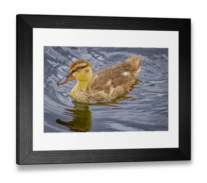 Framed Print : USA, Colorado, Fort Collins. Mallard duck duckling in water. ©Fred Lord / Jaynes Gallery / DanitaDelimont.com Framed Print : USA, Colorado, Fort Collins. Mallard duck duckling in water. ©Fred Lord / Jaynes Gallery / DanitaDelimont.com