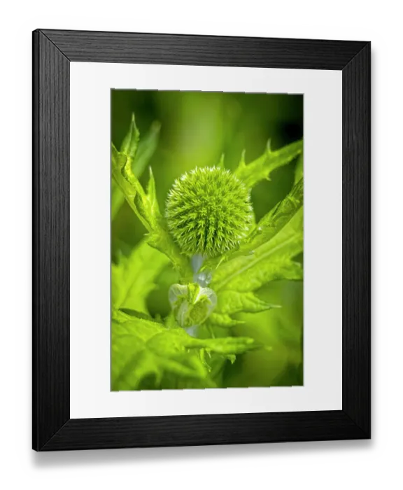 Framed Print : USA, Colorado, Fort Collins. Globe thistle close-up. Credit as Fred Lord  /  Jaynes Gallery  /  DanitaDelimont.com