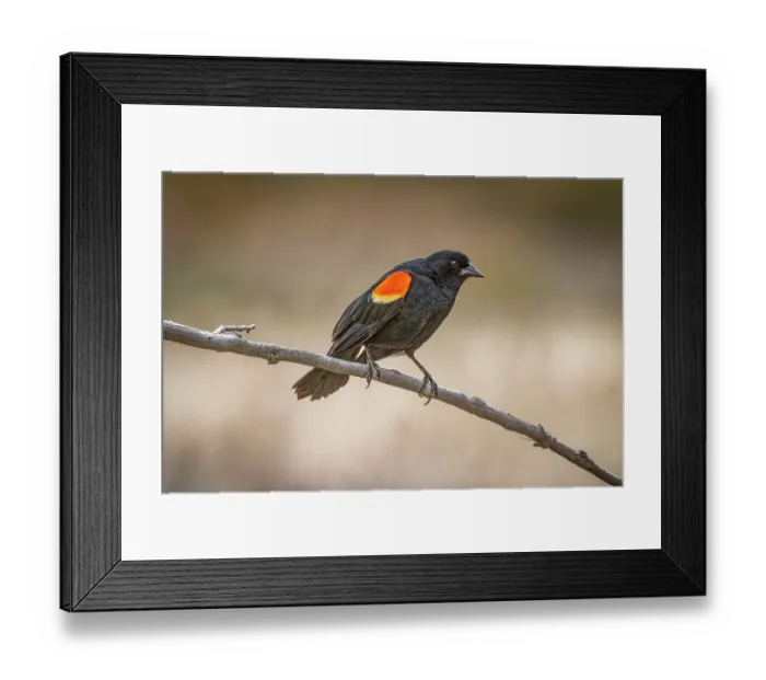 Framed Print : USA, Colorado, Fort Collins. Male red-winged blackbird on limb. ©Fred Lord / Jaynes Gallery / DanitaDelimont.com Framed Print : USA, Colorado, Fort Collins. Male red-winged blackbird on limb. ©Fred Lord / Jaynes Gallery / DanitaDelimont.com