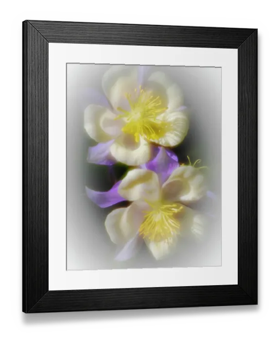 Framed Print : USA, Colorado. Columbine Framed Print : USA, Colorado. Columbine