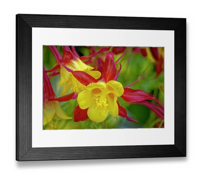 Framed Print : USA, Colorado, Fort Collins. Columbine flower close-up. ©Fred Lord / Jaynes Gallery / DanitaDelimont.com Framed Print : USA, Colorado, Fort Collins. Columbine flower close-up. ©Fred Lord / Jaynes Gallery / DanitaDelimont.com