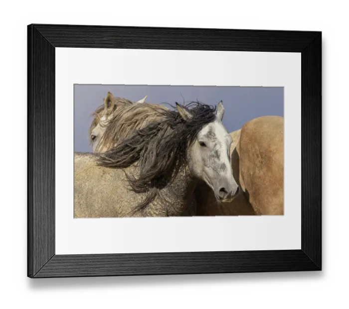 Framed Print : Dust covered wild stallions of Sandwash Basin, Colorado. USA Framed Print : Dust covered wild stallions of Sandwash Basin, Colorado. USA