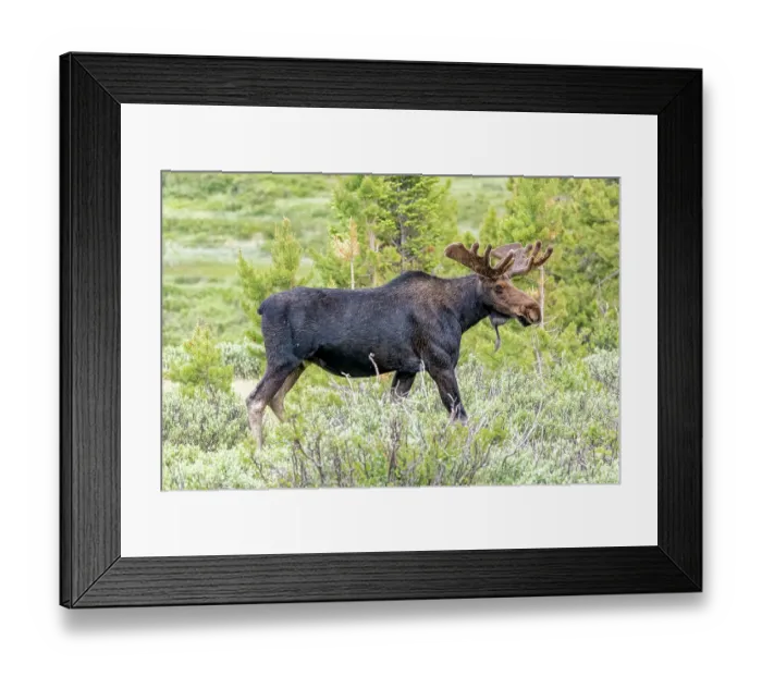 Framed Print : USA, Colorado, Cameron Pass. Close-up of bull moose. ©Fred Lord  /  Jaynes Gallery  /  DanitaDelimont.com