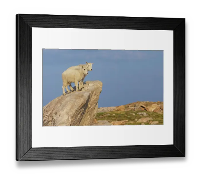 Framed Print : Mountain goat kids checking over the tundra, Colorado alpine country, USA Framed Print : Mountain goat kids checking over the tundra, Colorado alpine country, USA