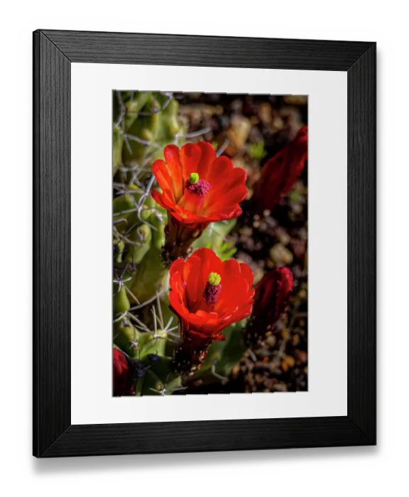 Framed Print : USA, Colorado, Fort Collins. Blooming cactus close-up. ©Fred Lord / Jaynes Gallery / DanitaDelimont.com Framed Print : USA, Colorado, Fort Collins. Blooming cactus close-up. ©Fred Lord / Jaynes Gallery / DanitaDelimont.com