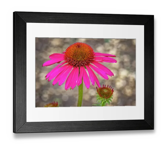 Framed Print : USA, Colorado, Fort Collins. Coneflower close-up. ©Fred Lord  /  Jaynes Gallery  /  DanitaDelimont.com