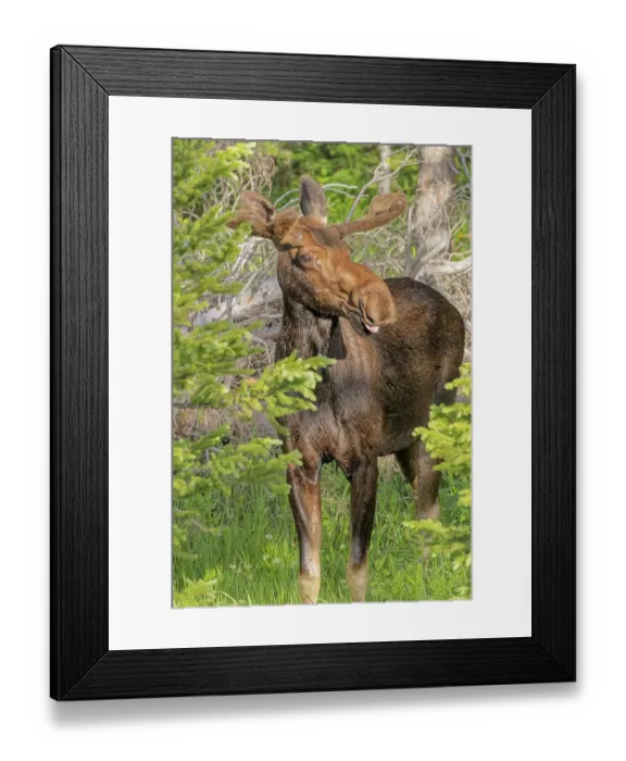 Framed Print : USA, Colorado, Cameron Pass. Close-up of bull moose. ©Fred Lord  /  Jaynes Gallery  /  DanitaDelimont.com