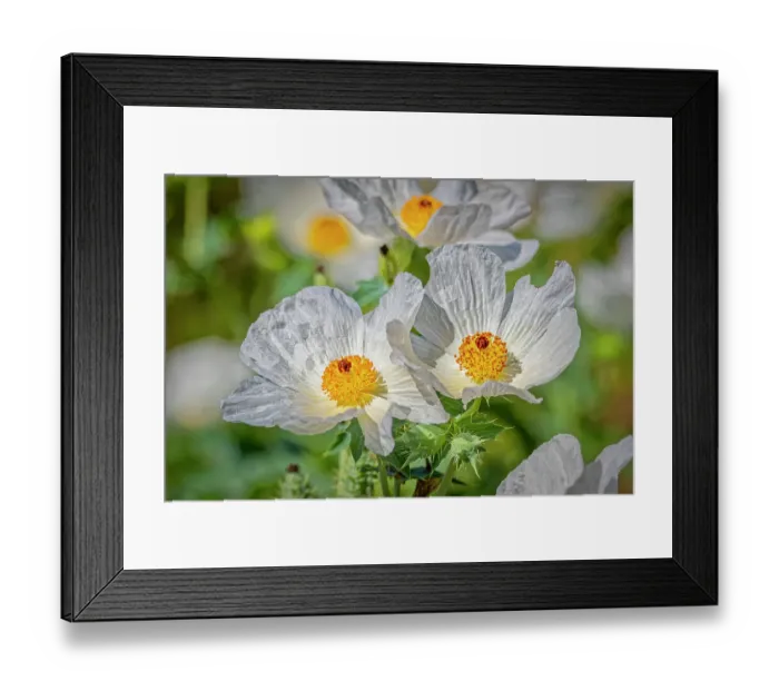 Framed Print : USA, Colorado, Fort Collins. Southwestern prickly poppy close-up. ©Fred Lord / Jaynes Gallery / DanitaDelimont.com Framed Print : USA, Colorado, Fort Collins. Southwestern prickly poppy close-up. ©Fred Lord / Jaynes Gallery / DanitaDelimont.com