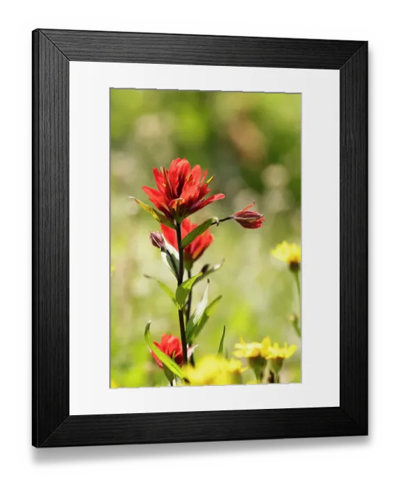 Framed Print : Alstroemeria Framed Print : Alstroemeria