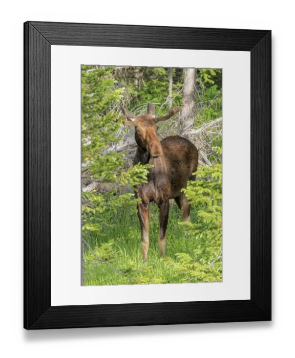 Framed Print : USA, Colorado, Cameron Pass. Close-up of bull moose. ©Fred Lord / Jaynes Gallery / DanitaDelimont.com Framed Print : USA, Colorado, Cameron Pass. Close-up of bull moose. ©Fred Lord / Jaynes Gallery / DanitaDelimont.com