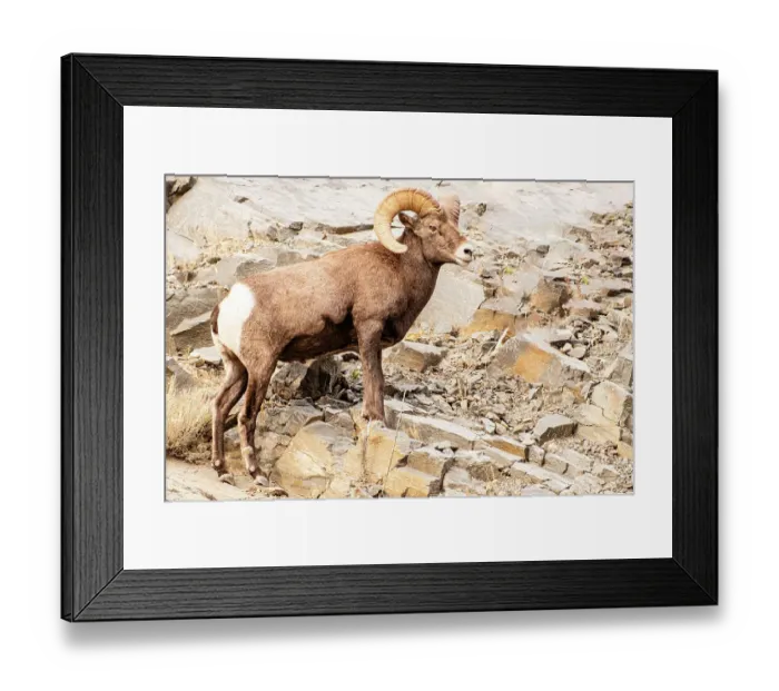 Framed Print : Colorado. Big horn sheep Framed Print : Colorado. Big horn sheep
