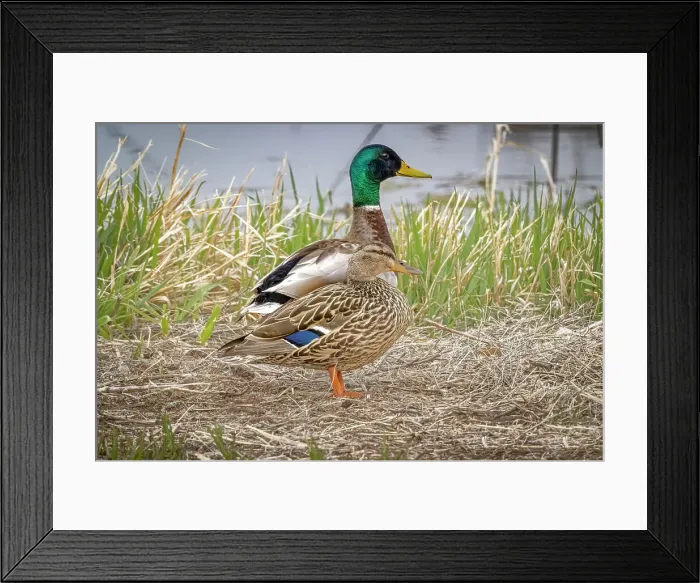Framed Print : USA, Colorado, Fort Collins. Mallard duck pair close-up. ©Fred Lord / Jaynes Gallery / DanitaDelimont.com Framed Print : USA, Colorado, Fort Collins. Mallard duck pair close-up. ©Fred Lord / Jaynes Gallery / DanitaDelimont.com