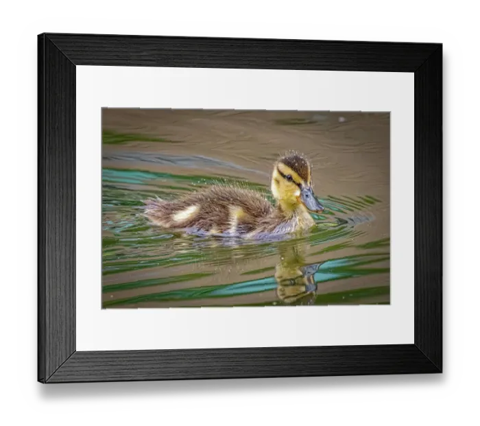 Framed Print : USA, Colorado, Fort Collins. Mallard duck duckling in water. ©Fred Lord  /  Jaynes Gallery  /  DanitaDelimont.com