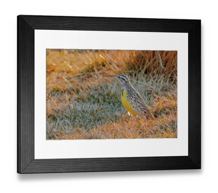 Framed Print : USA, Colorado. Meadowlark walking Framed Print : USA, Colorado. Meadowlark walking