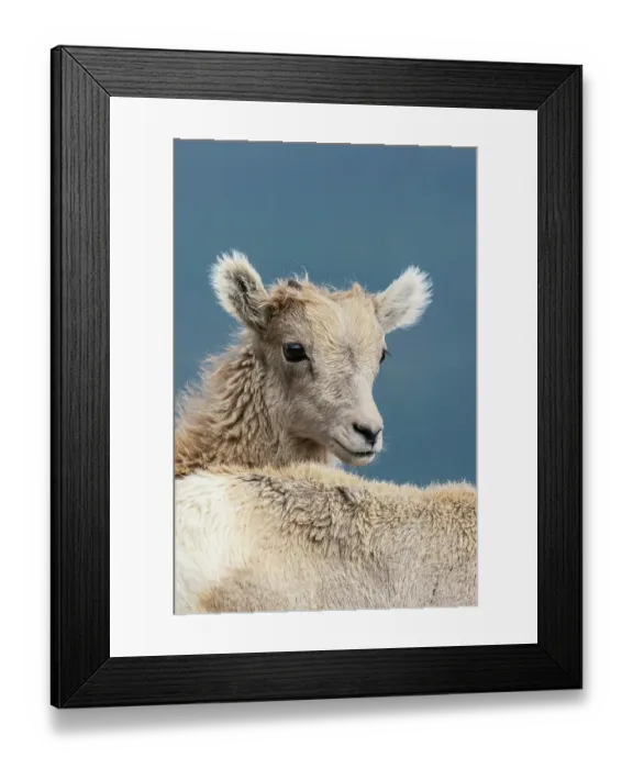 Framed Print : Bighorn sheep lambs, close-up portrait, Colorado alpine country, USA Framed Print : Bighorn sheep lambs, close-up portrait, Colorado alpine country, USA