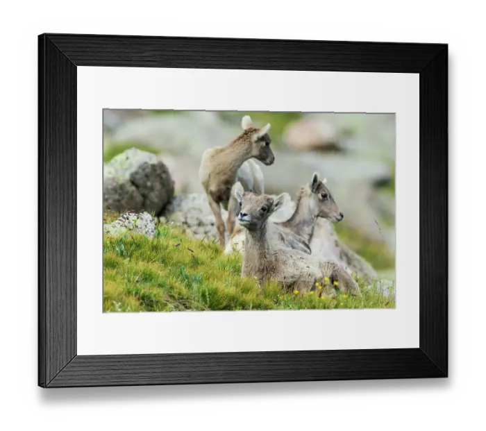 Framed Print : Bighorn sheep lambs resting, Colorado alpine country, USA