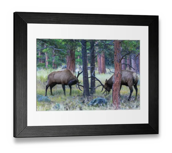 Framed Print : Bull elk fighting amongst the ponderosa Pine Trees for dominance, Colorado, USA