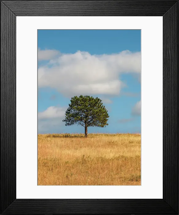 Framed Print : Lone tree, autumn, fall Framed Print : Lone tree, autumn, fall