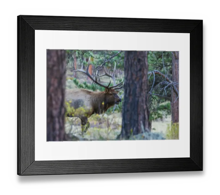 Framed Print : Bull elk on the move in the Colorado western forest