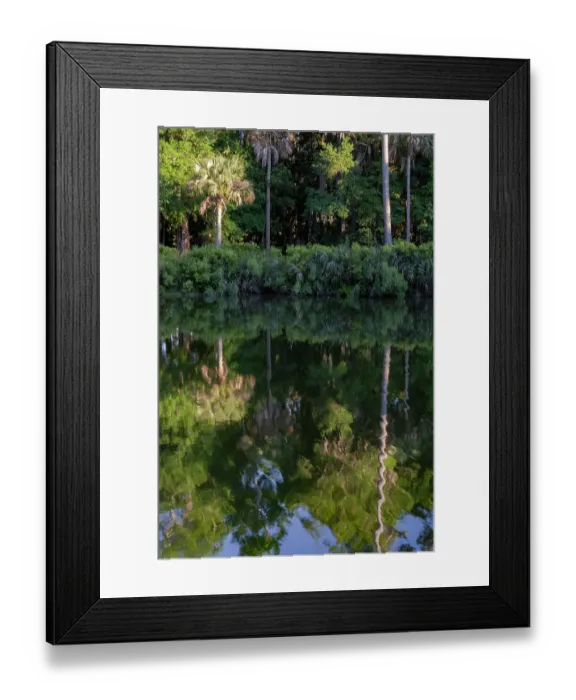Framed Print : USA, South Carolina. Palms reflected in a small lake, Kiawah Island Framed Print : USA, South Carolina. Palms reflected in a small lake, Kiawah Island