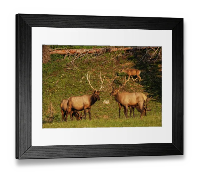 Framed Print : Rocky Mountain bull elk, summertime in the Rockies, Colorado High Country, USA Framed Print : Rocky Mountain bull elk, summertime in the Rockies, Colorado High Country, USA