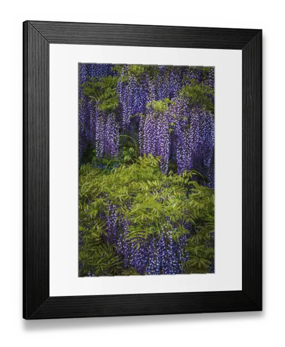 Framed Print : USA, Pennsylvania, Longwood Gardens. Wisteria trees in bloom. ©Jay O'Brien / Jaynes Gallery / DanitaDelimont.com Framed Print : USA, Pennsylvania, Longwood Gardens. Wisteria trees in bloom. ©Jay O'Brien / Jaynes Gallery / DanitaDelimont.com