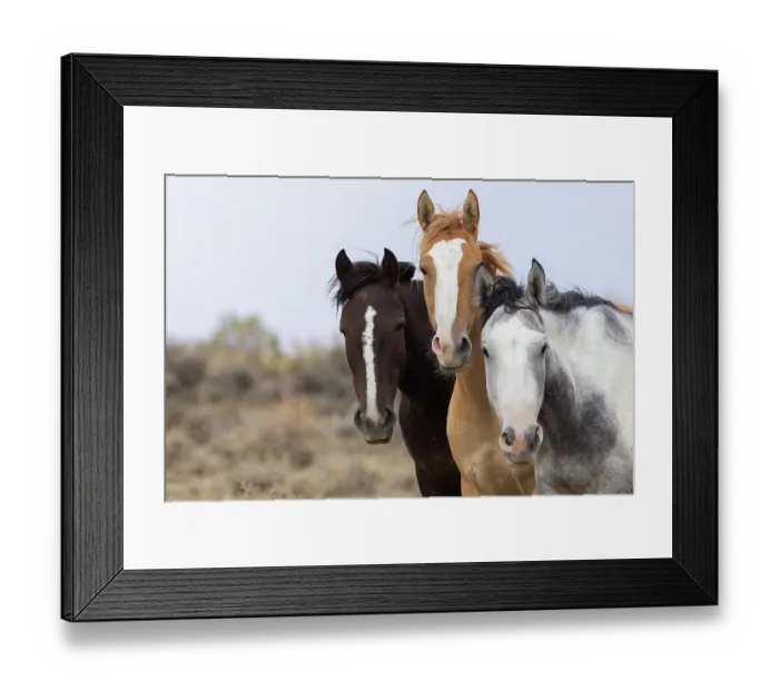 Framed Print : Curious wild horses, Sandwash Basin, Colorado, USA Framed Print : Curious wild horses, Sandwash Basin, Colorado, USA