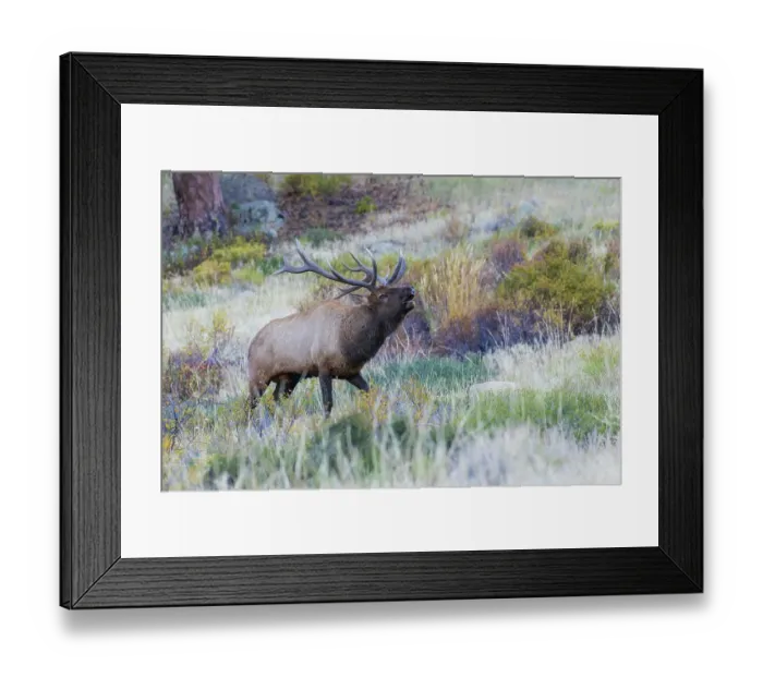 Framed Print : Bull elk bugling, sounds of the Rocky Mountain Autumn, Colorado, USA