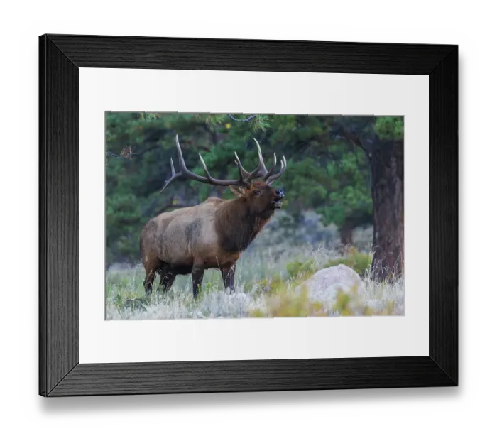 Framed Print : Bull elk bugling, announcing his dominance, Colorado, USA Framed Print : Bull elk bugling, announcing his dominance, Colorado, USA