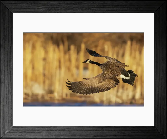 Framed Print : Greater Canada goose alighting in a Colorado autumn wetlands Framed Print : Greater Canada goose alighting in a Colorado autumn wetlands