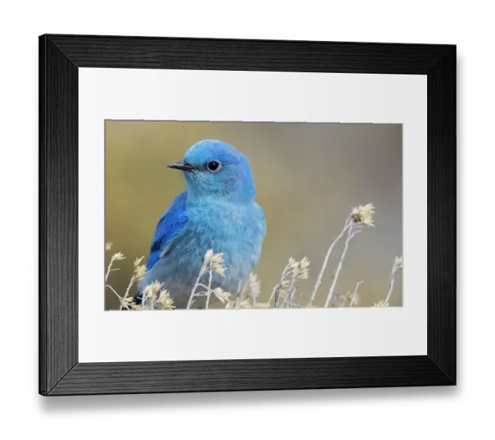 Framed Print : Mountain bluebird close-up portrait, Rocky Mountains, Colorado, USA Framed Print : Mountain bluebird close-up portrait, Rocky Mountains, Colorado, USA