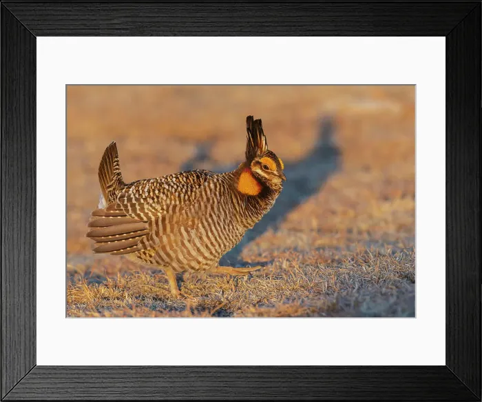 Framed Print : Greater prairie chicken, morning dance on the lek in North-eastern Colorado