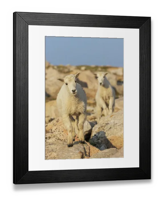 Framed Print : Curious mountain kid, Colorado alpine country, USA