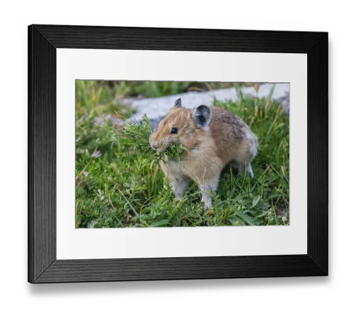 Framed Print : Pika, gathering food for its winter hay pile, Colorado, USA