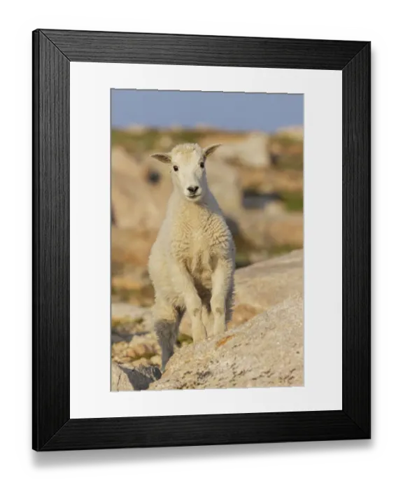 Framed Print : Curious mountain kid, Colorado alpine country, USA Framed Print : Curious mountain kid, Colorado alpine country, USA