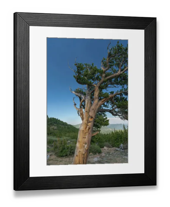 Framed Print : Ancient bristlecone pines, Mount Evans Wilderness Area, Colorado Framed Print : Ancient bristlecone pines, Mount Evans Wilderness Area, Colorado
