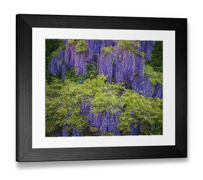 Framed Print : USA, Pennsylvania, Longwood Gardens. Wisteria trees in bloom. ©Jay O'Brien  /  Jaynes Gallery  /  DanitaDelimont.com