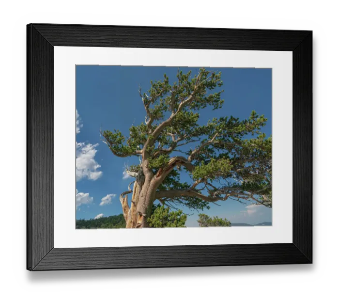Framed Print : Ancient bristlecone pines, Mount Evans Wilderness Area, Colorado